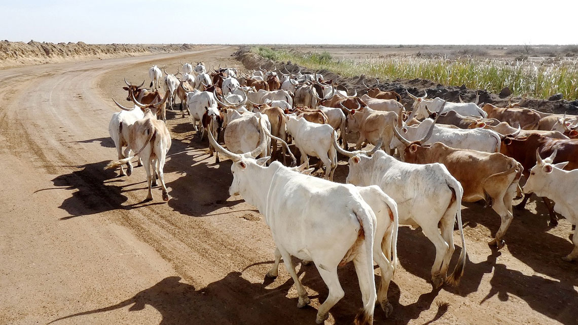 [FP003 - Senegal] Increasing resilience of ecosystems and communities through restoration of the productive bases of salinized Lands