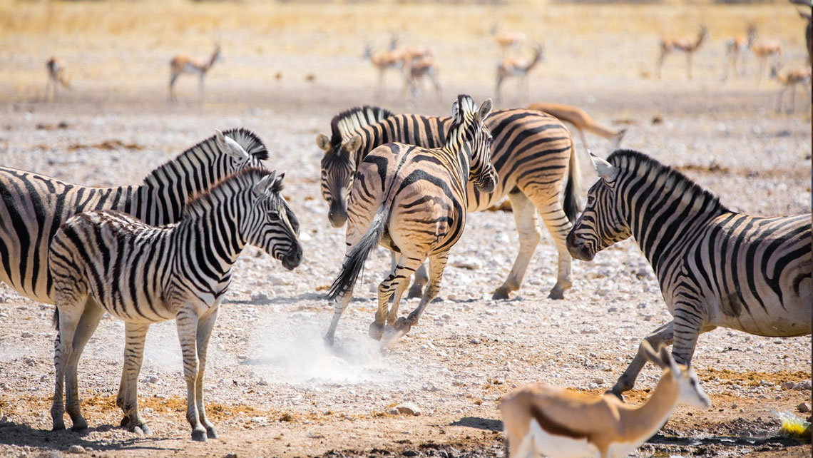 [SAP006 - Namibia] Building resilience of communities living in landscapes threatened under climate change through an ecosystems-based adaptation approach