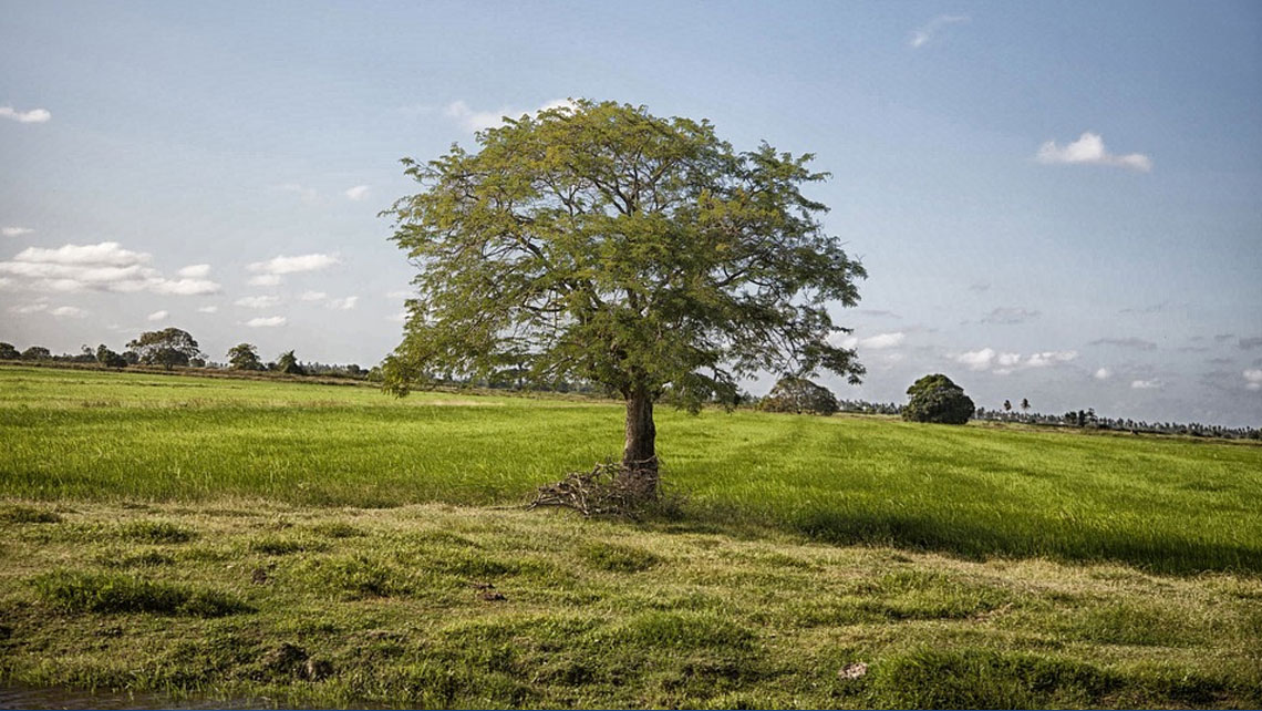 [FP173 - Brazil, Colombia, Ecuador, Guyana, Peru, Suriname] The Amazon Bioeconomy Fund: Unlocking private capital by valuing bioeconomy products and services with climate mitigation and adaptation results in the Amazon